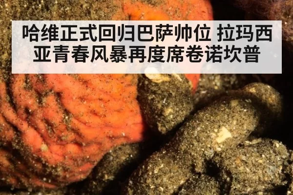 哈维正式回归巴萨帅位 拉玛西亚青春风暴再度席卷诺坎普